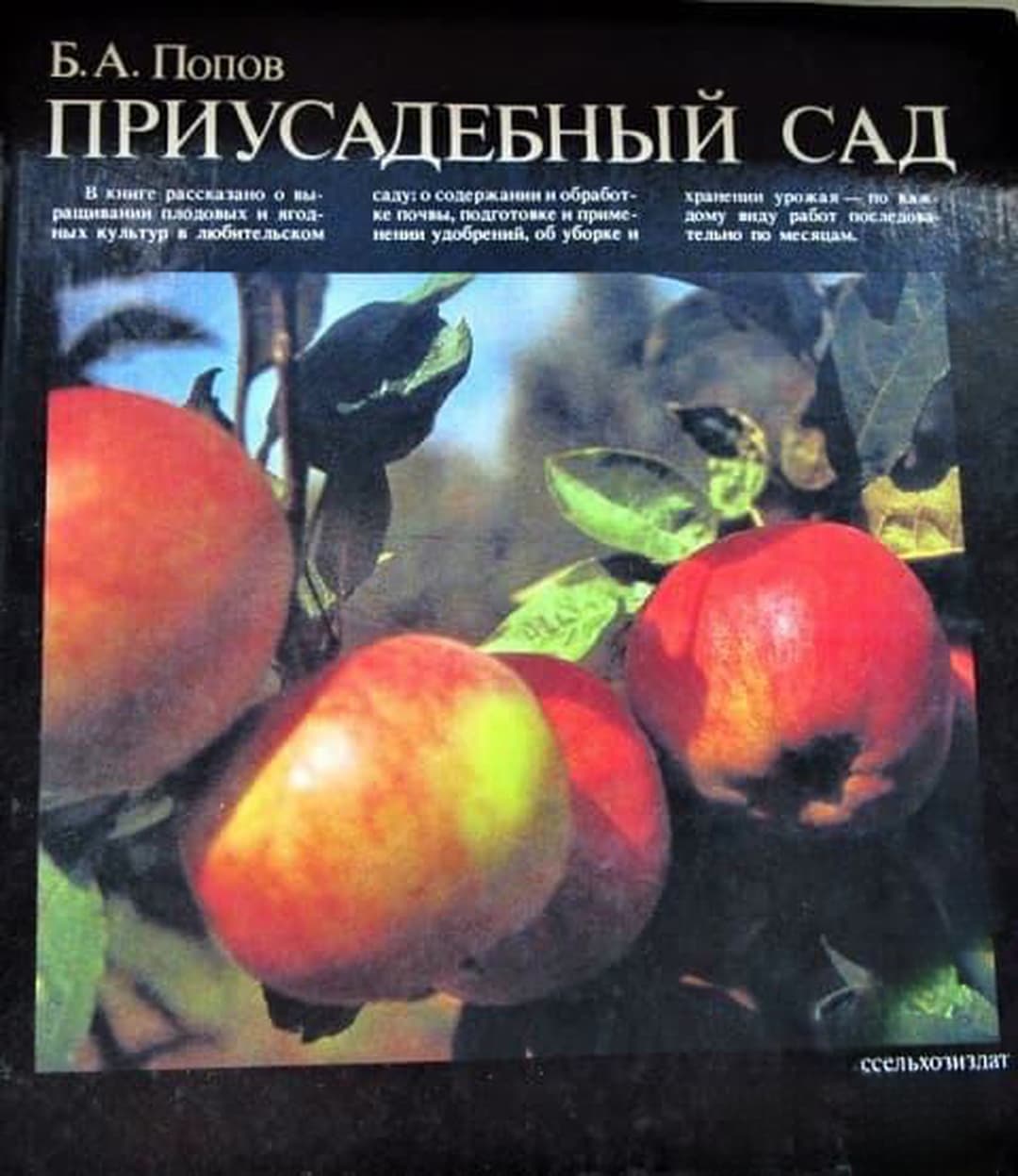 Приусадебный сад — корица